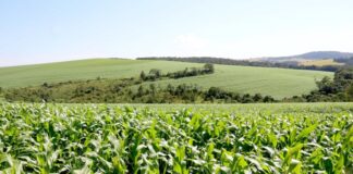 Área do milho na primeira safra cresce 31% no Paraná e será recorde na segunda
