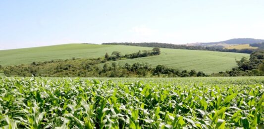 Área do milho na primeira safra cresce 31% no Paraná e será recorde na segunda