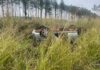 Capotamento na BR-277 em Cascavel mobiliza equipes de resgate; motorista escapa com ferimentos leves