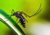 Chikungunya já tem 22 casos confirmados em Toledo e supera todo o total de 2025; dengue soma 41