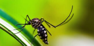 Chikungunya já tem 22 casos confirmados em Toledo e supera todo o total de 2025; dengue soma 41