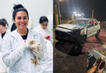 Estudante de veterinária morre atropelada em rodovia no interior do Paraná