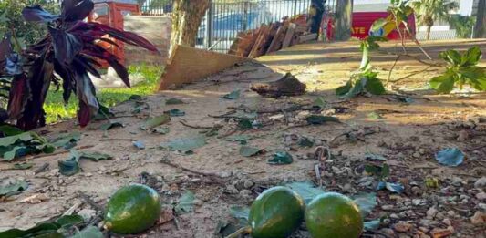 Homem fica ferido após cair de árvore enquanto colhia abacates em Cascavel