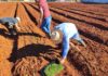 Horta Agrocidadão incentiva alimentação saudável em Toledo