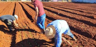 Horta Agrocidadão incentiva alimentação saudável em Toledo