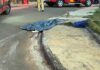Menino de 12 anos morre atropelado por caminhão; motorista é preso por embriaguez ao volante em Cascavel