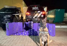 PCPR apreende 203 quilos de maconha em Céu Azul