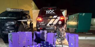PCPR apreende 203 quilos de maconha em Céu Azul