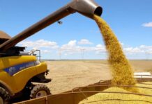 Paraná deve ter safra recorde de 550 mil toneladas de cevada em 2026