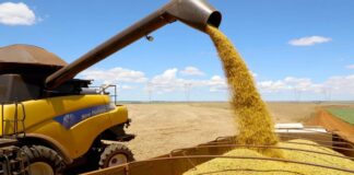 Paraná deve ter safra recorde de 550 mil toneladas de cevada em 2026