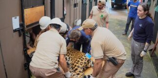 Onça-pintada capturada em Três Lagoas está segura no refúgio biológico da Itaipu.