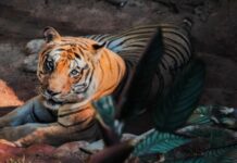 Zoológico de Cascavel recebe certificação nacional de Bem-Estar Animal