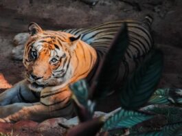 Zoológico de Cascavel recebe certificação nacional de Bem-Estar Animal