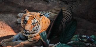 Zoológico de Cascavel recebe certificação nacional de Bem-Estar Animal