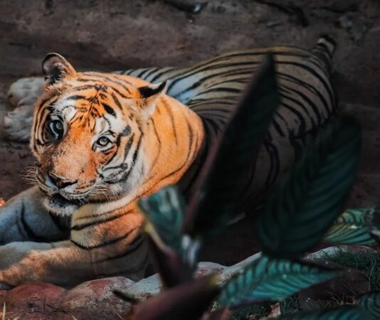 Zoológico de Cascavel recebe certificação nacional de Bem-Estar Animal