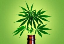 A maconha está mais popular do que o álcool e o cigarro?