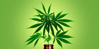A maconha está mais popular do que o álcool e o cigarro?