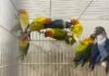 Aves de alto valor são furtadas em bairro de Marechal Rondon