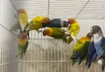 Aves de alto valor são furtadas em bairro de Marechal Rondon