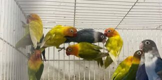 Aves de alto valor são furtadas em bairro de Marechal Rondon