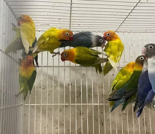 Aves de alto valor são furtadas em bairro de Marechal Rondon