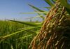 Brasil vai produzir menos arroz na safra atual; tombo estimado é de mais de 10%.