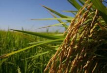 Brasil vai produzir menos arroz na safra atual; tombo estimado é de mais de 10%.