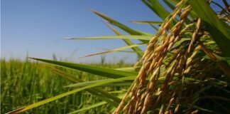 Brasil vai produzir menos arroz na safra atual; tombo estimado é de mais de 10%.