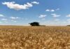 Brasil vai produzir menos na safra de inverno aveia e trigo puxam a queda