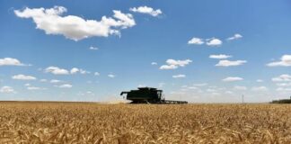 Brasil vai produzir menos na safra de inverno aveia e trigo puxam a queda