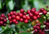 Cafés arábica e o robusta devem fechar o mês em alta