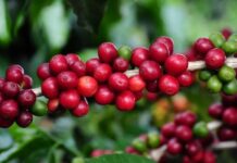 Cafés arábica e o robusta devem fechar o mês em alta