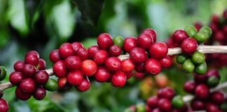 Cafés arábica e o robusta devem fechar o mês em alta