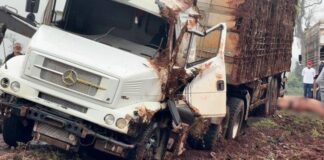 Caminhão carregado com suínos tomba em estrada da região e deixa animais mortos