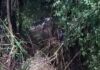 Corolla fica destruído ao cair em barranco de 15 metros na PR-182, em Toledo