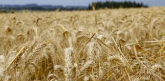 Cotações do trigo variam pouco; ritmo de negócios é lento