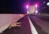 Motociclista atropela cachorro, cai e moto é atingida por dois carros na BR-467; em Cascavel