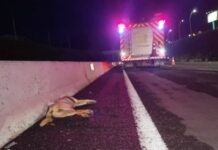 Motociclista atropela cachorro, cai e moto é atingida por dois carros na BR-467; em Cascavel