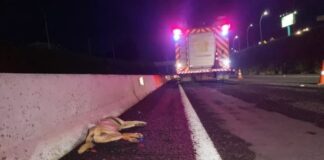 Motociclista atropela cachorro, cai e moto é atingida por dois carros na BR-467; em Cascavel