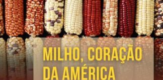 Museu Histórico tem exposição sobre o milho como símbolo cultural da América