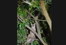 Onça-parda é flagrada em árvore na entrada da praia artificial de Porto Mendes e chama atenção de moradores