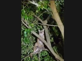 Onça-parda é flagrada em árvore na entrada da praia artificial de Porto Mendes e chama atenção de moradores