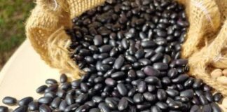Projeções da Conab indicam nova queda na produção brasileira de feijão