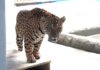 Referência em conservação e pesquisa, Zoo de Cascavel recebe onça-pintada capturada em Mandaguari