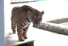 Referência em conservação e pesquisa, Zoo de Cascavel recebe onça-pintada capturada em Mandaguari