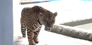 Referência em conservação e pesquisa, Zoo de Cascavel recebe onça-pintada capturada em Mandaguari