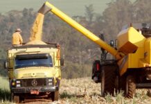 AGRONEGÓCIO: Safra de Verão é marcada por recorde no Paraná