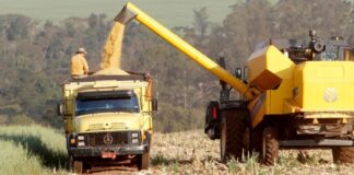 AGRONEGÓCIO: Safra de Verão é marcada por recorde no Paraná