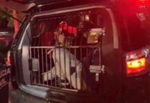 Três suspeitos são presos após tentativa de assalto a motorista de aplicativo em Foz do Iguaçu