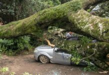 Árvore de grande porte cai no Jardim Pancera e mobiliza Defesa Civil